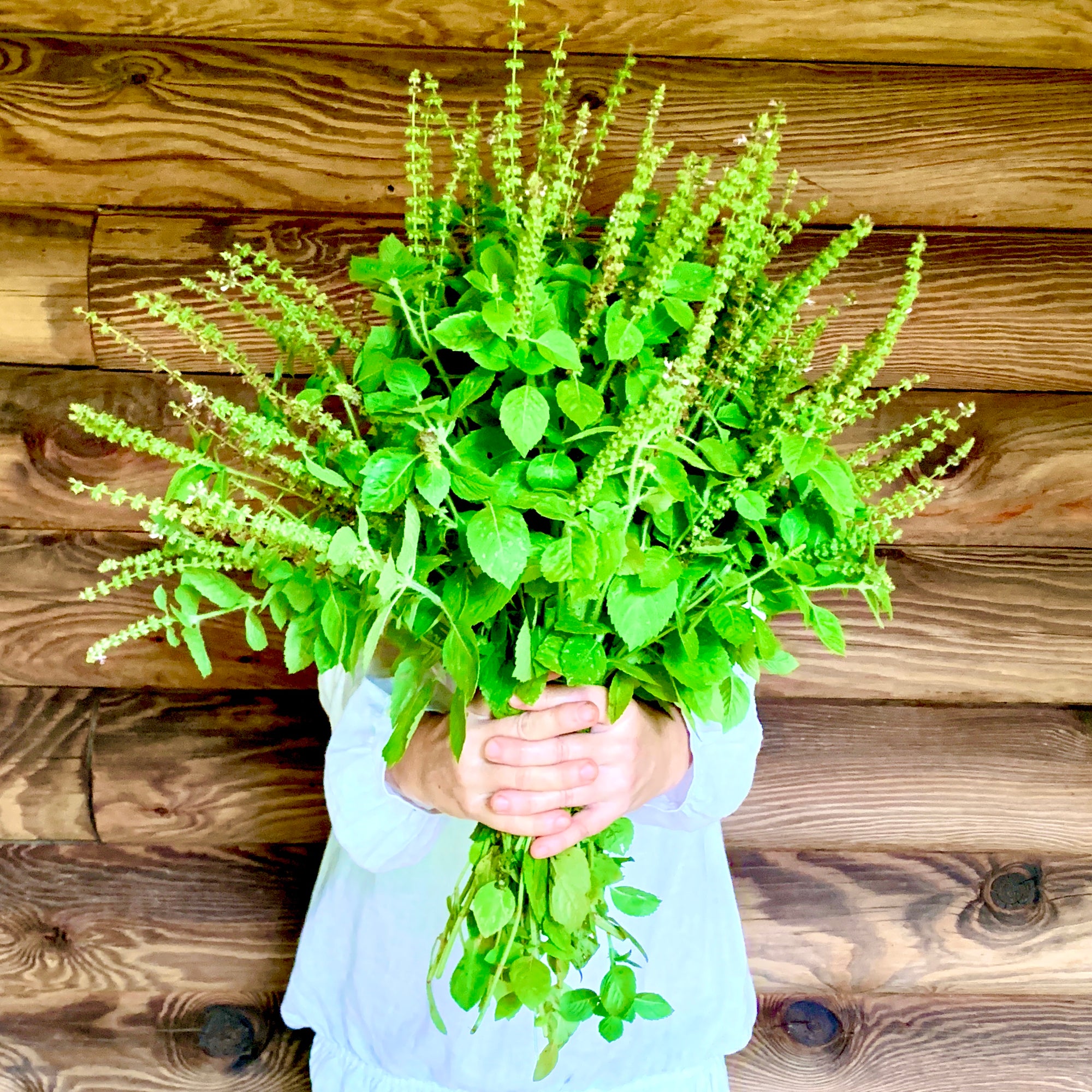 Herbal Traditions - COMING SOON