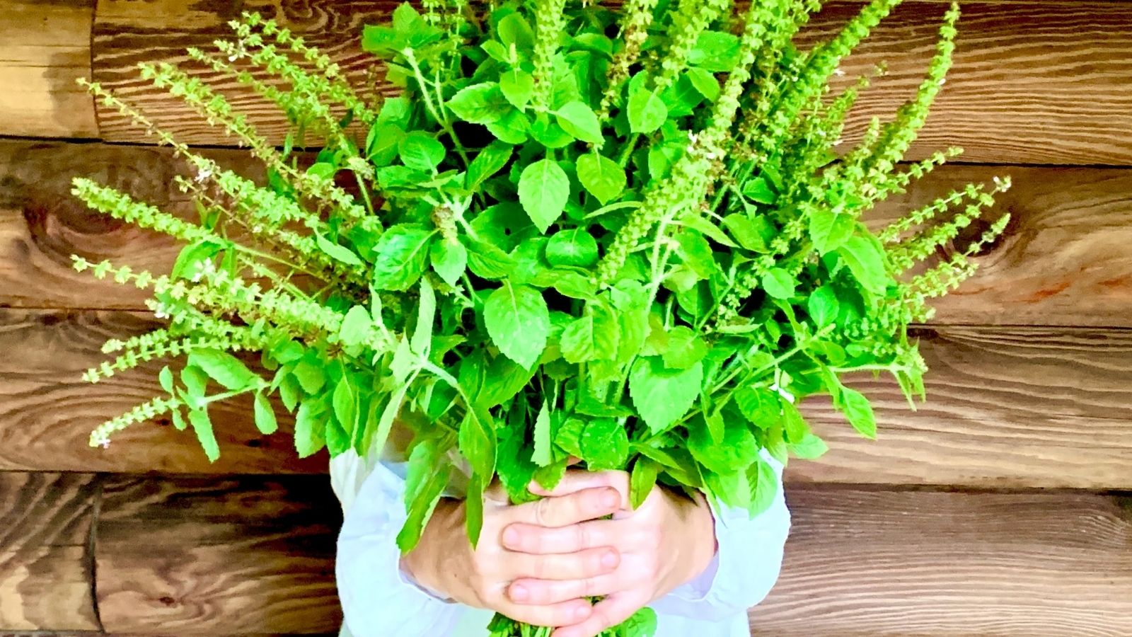 Herbal Traditions - COMING SOON