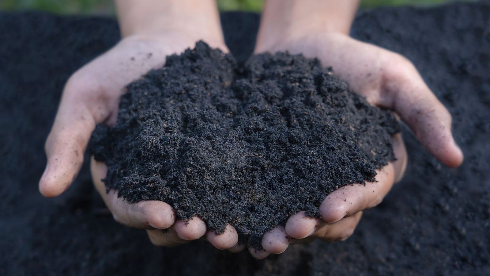 In Dirt We Trust