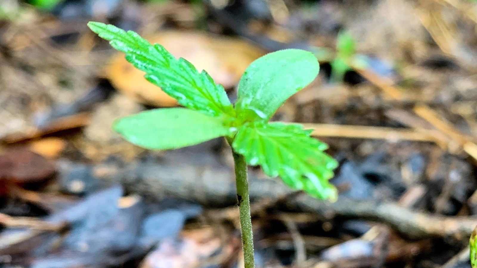 The Hemp Renaissance