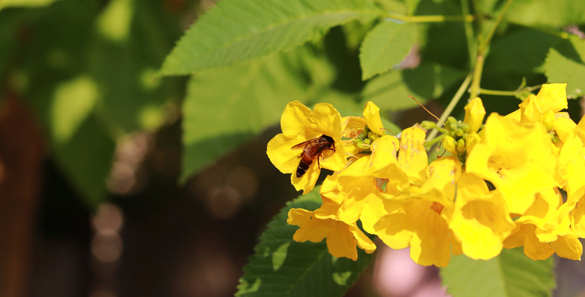 Bee foraging on bright yellow trumpet-shaped flowers surrounded by green foliage in warm sunlight