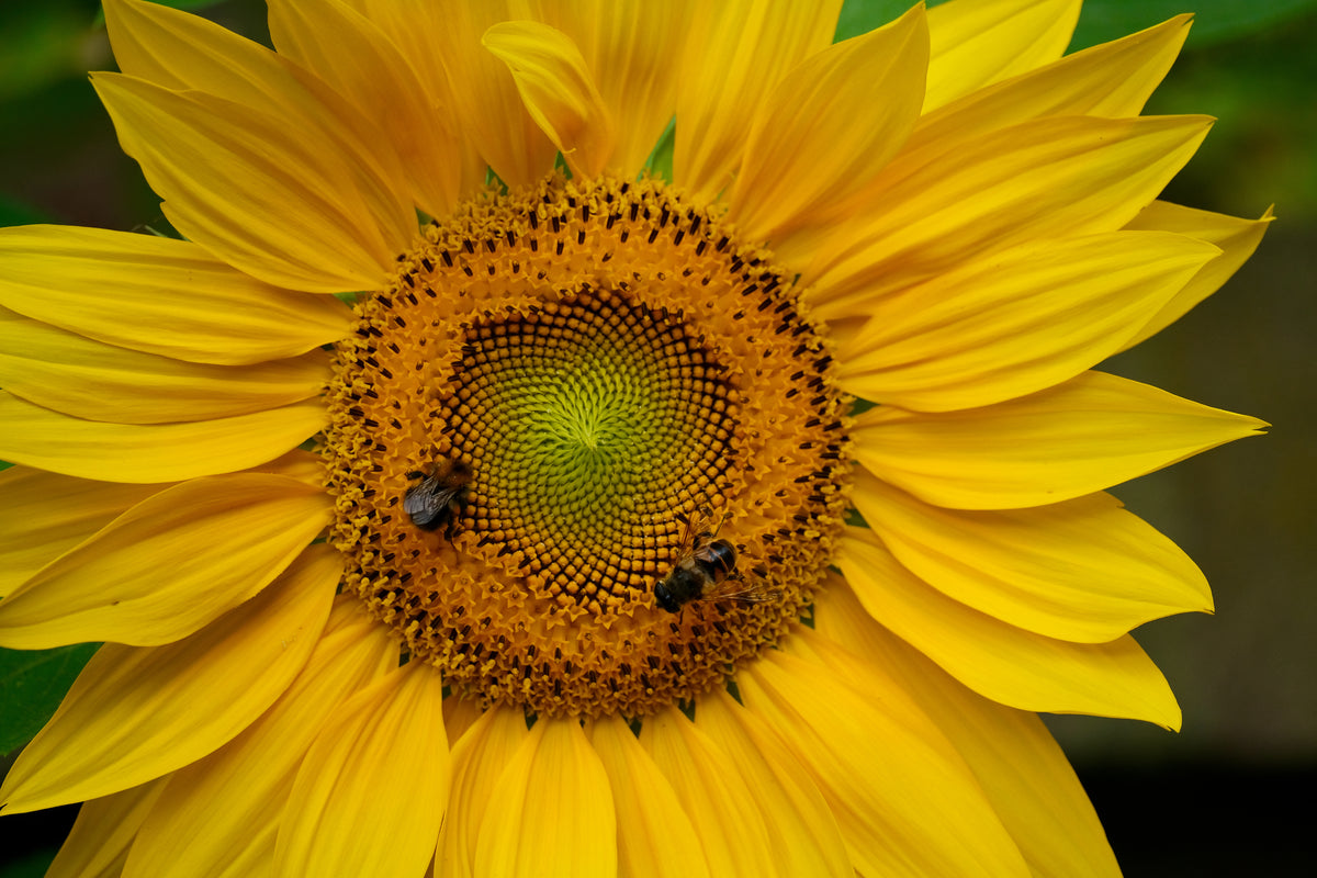 Two bees collecting pollen from the center of a vibrant yellow sunflower in a garden