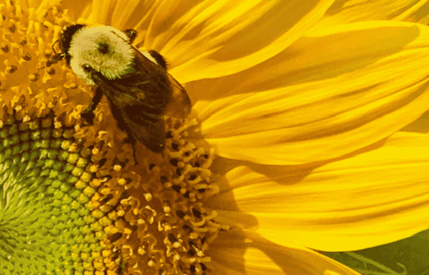 Close-up of a bumblebee collecting pollen on a bright yellow sunflower in sunlight
