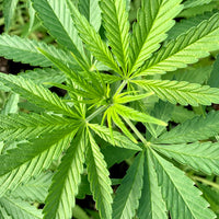 Close-up of vibrant green cannabis leaves with detailed serrated edges layered in natural light