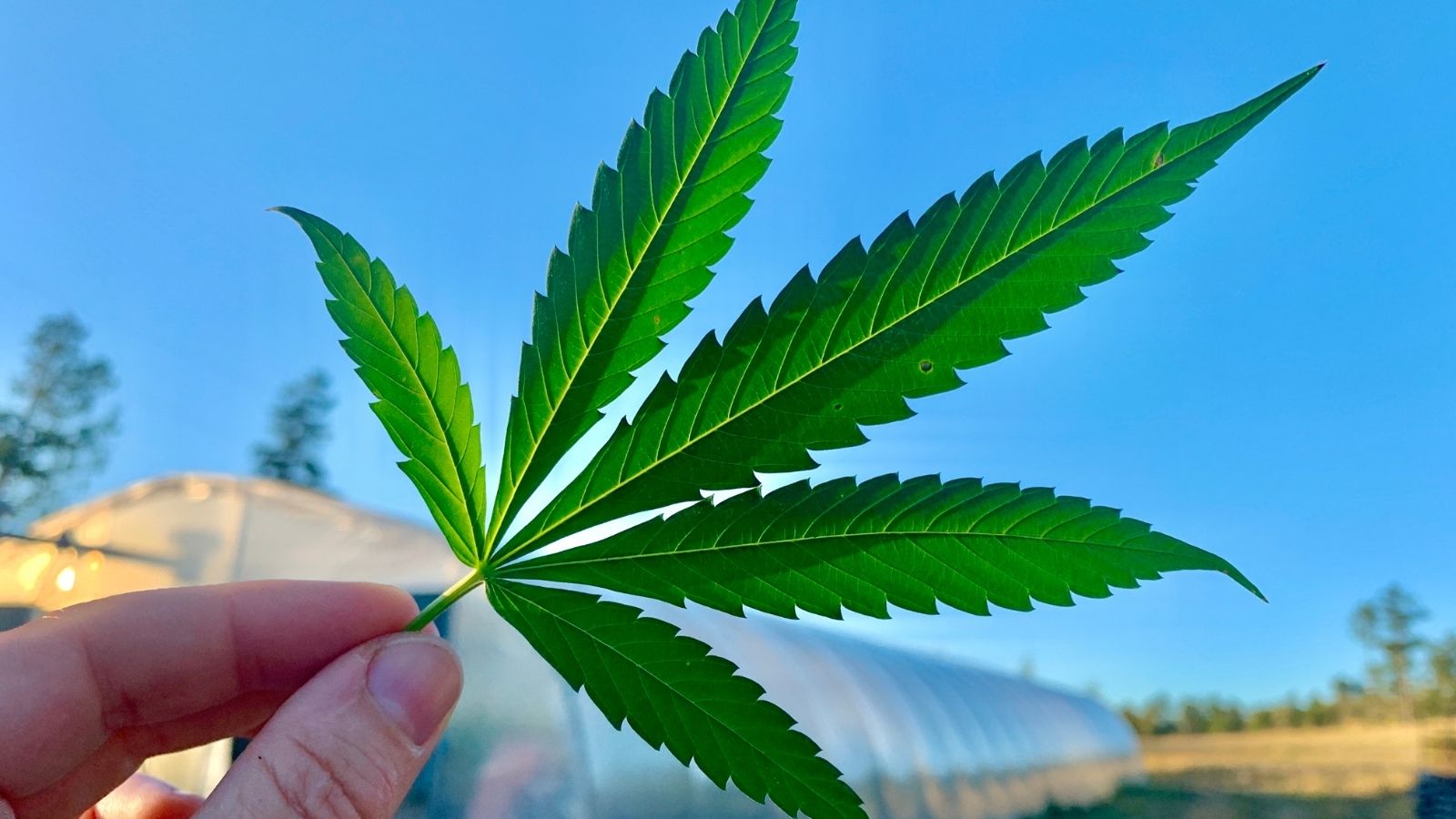 Hand holding a green cannabis leaf against a blue sky with greenhouse structures in the background.