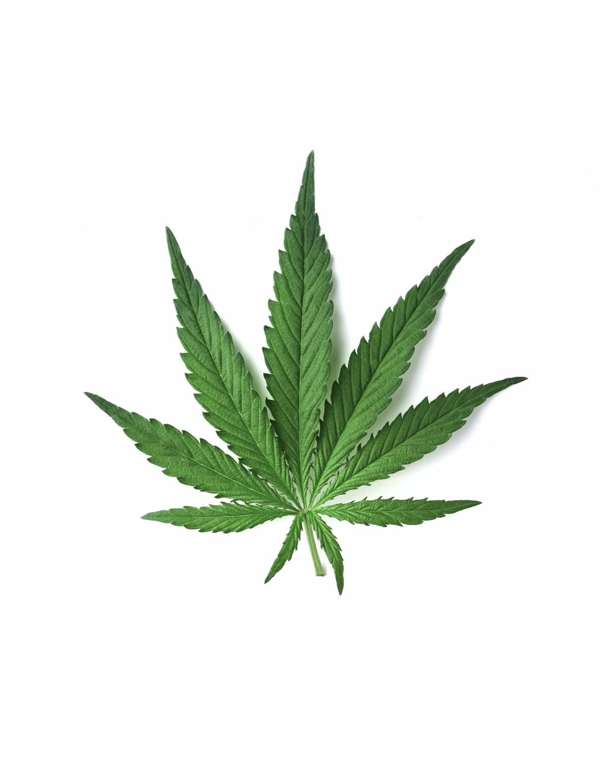 Green hemp leaf representing CBD, isolated on a white background
