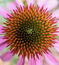 Macro close-up of a purple coneflower center with spiky petals radiating outward