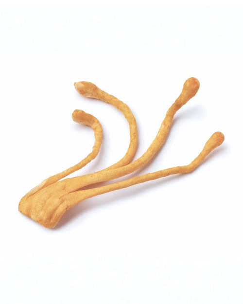 Cordyceps