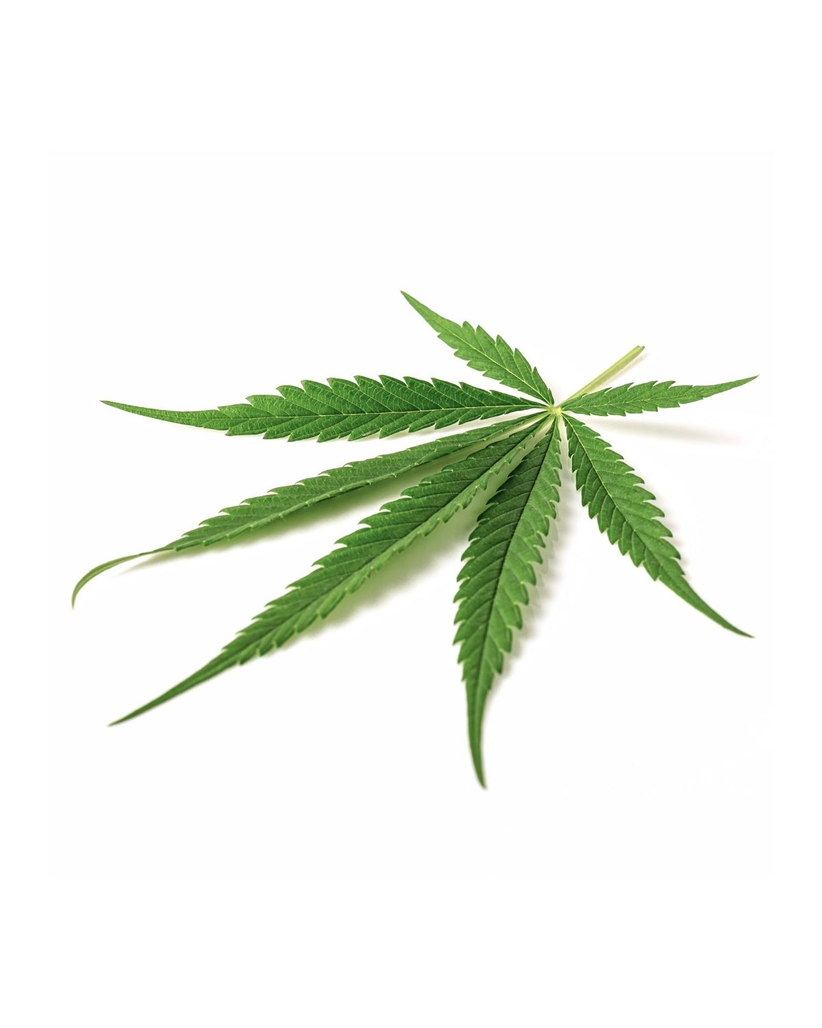 Green hemp leaf representing Delta-8, isolated on a white background