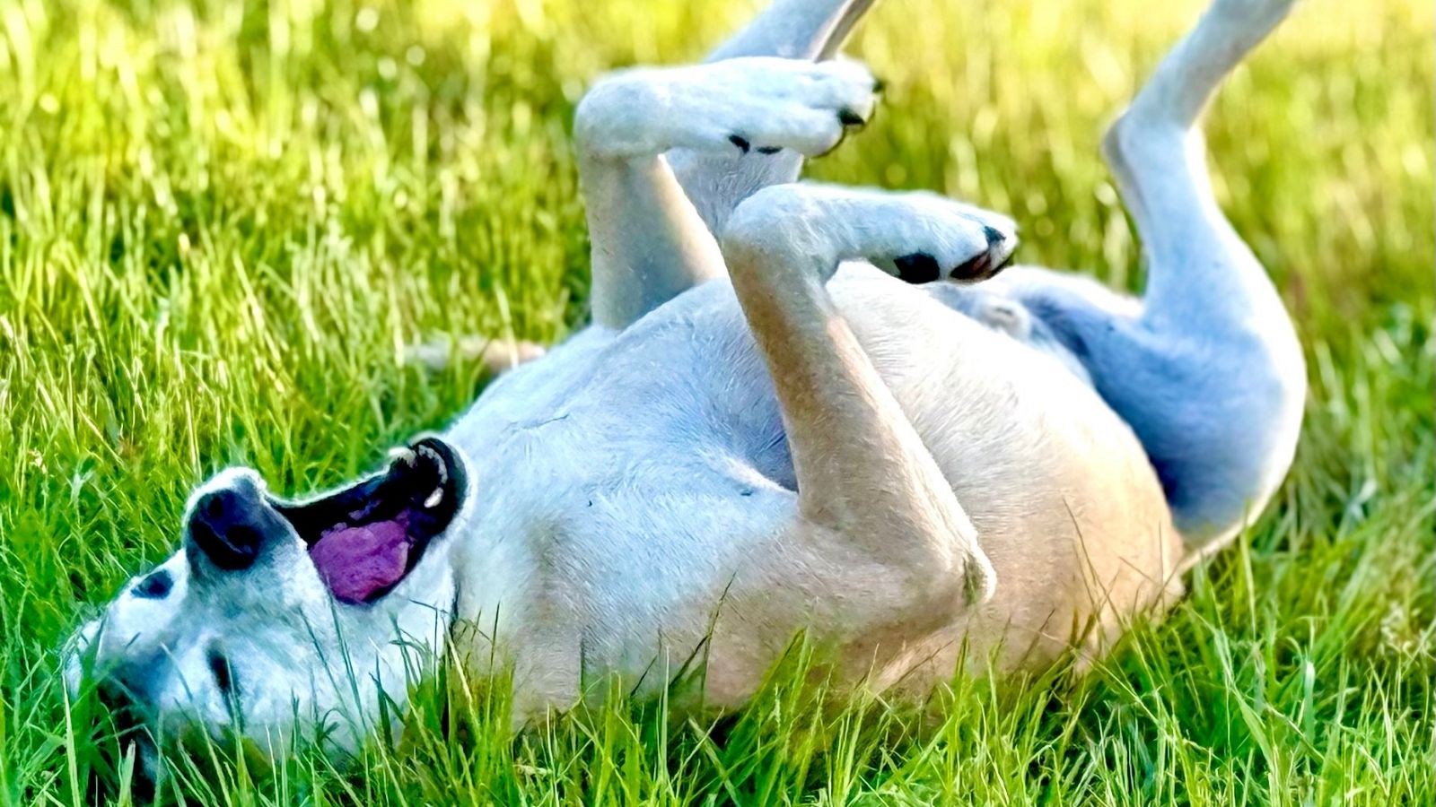 Light-colored dog lying on its back in green grass with paws up and mouth open, appearing playful and relaxed