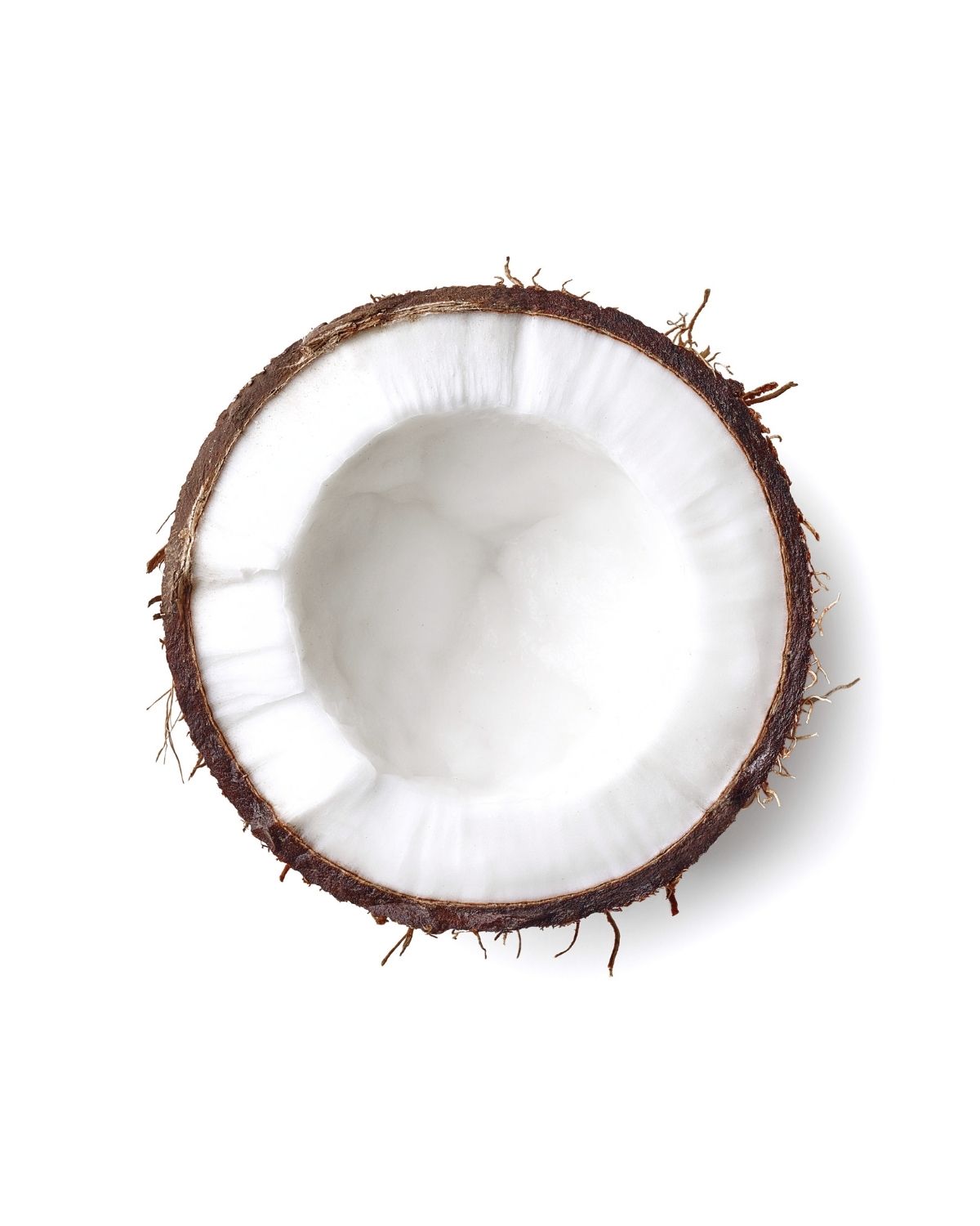 Fresh coconut half showing white flesh and brown shell isolated on a white background