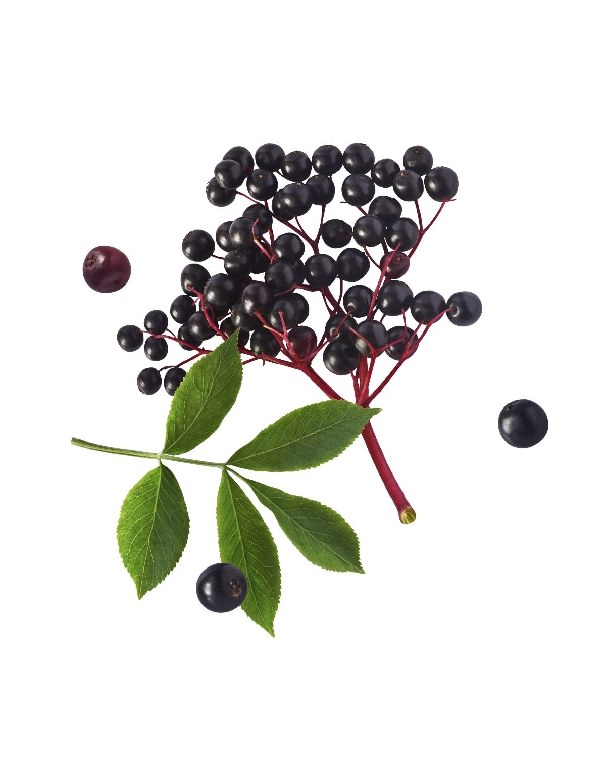 Fresh elderberry cluster with dark purple berries, red stems, and green leaves isolated on a white background