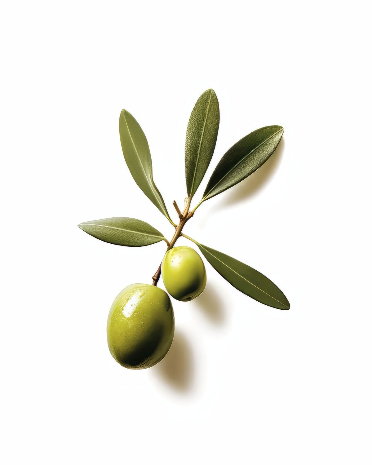 Fresh green olives hanging from an olive branch with slender green leaves on a white background