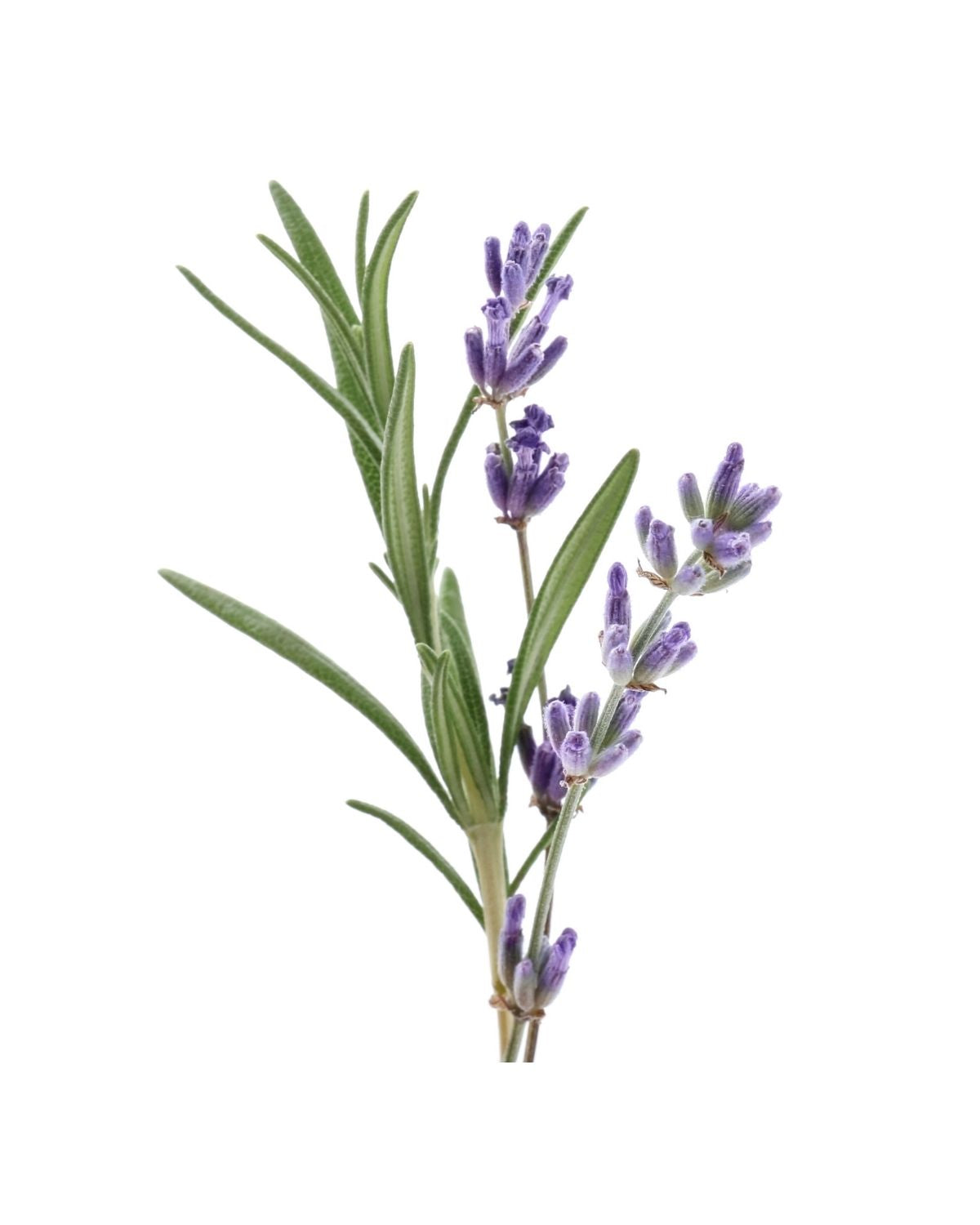 Sprig of fresh lavender with purple blossoms and slender green leaves on a white background
