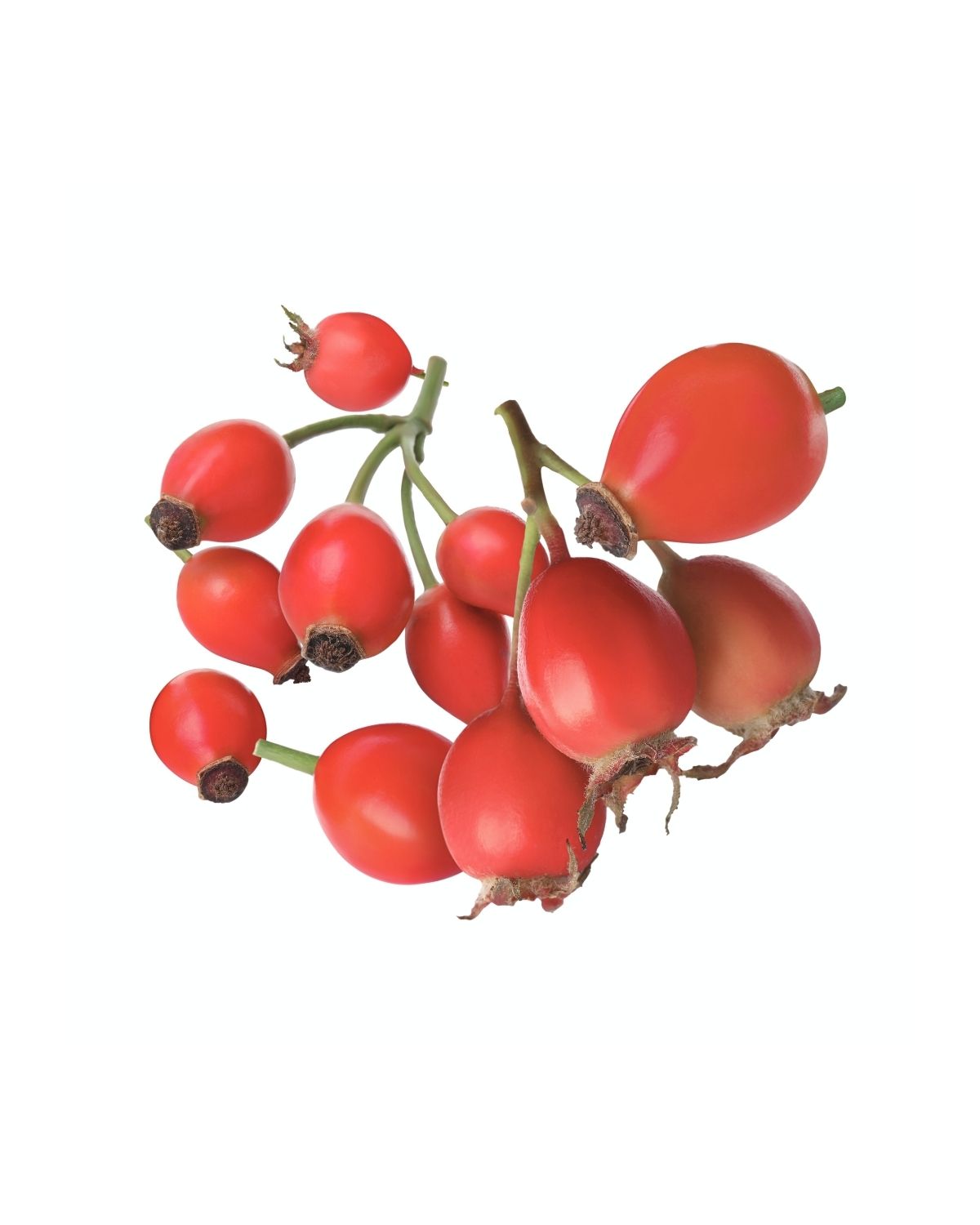Bright red rosehips clustered on green stems against a white background
