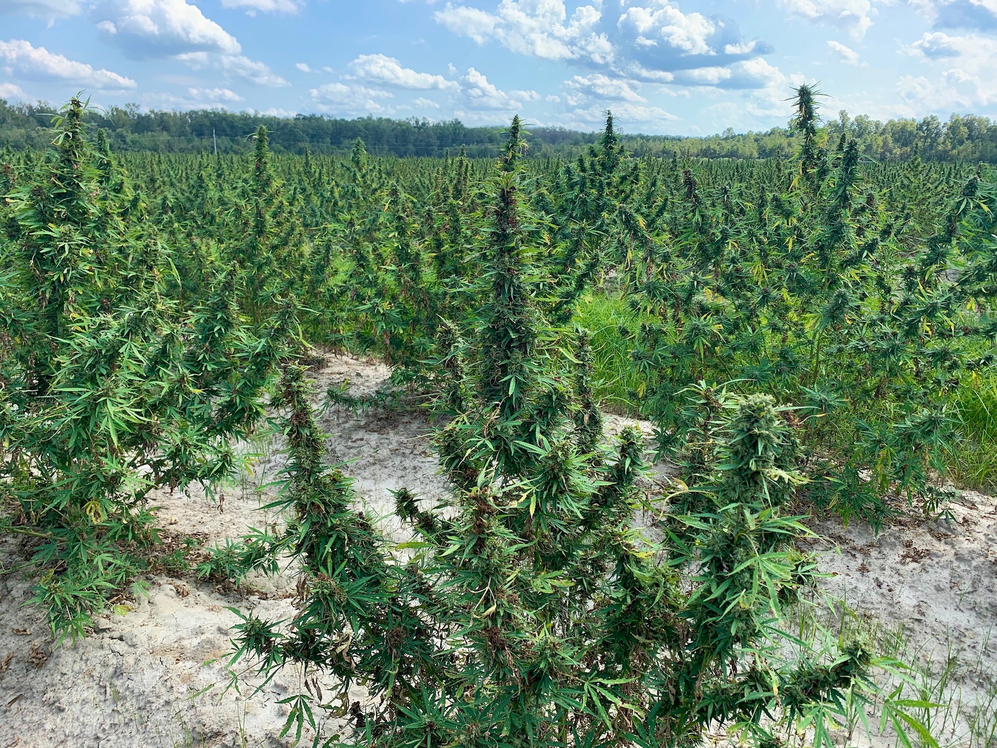 Wide view of a large outdoor hemp field with tall green plants under a bright sky