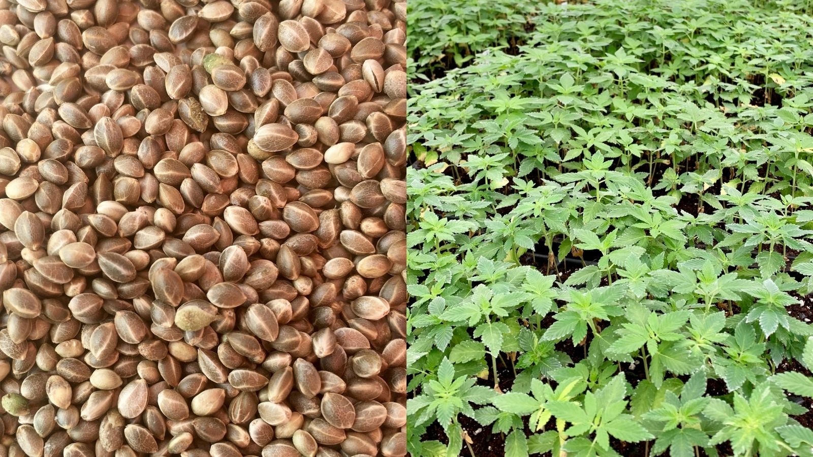 Split image showing hemp seeds on the left and young cannabis seedlings growing in soil on the right