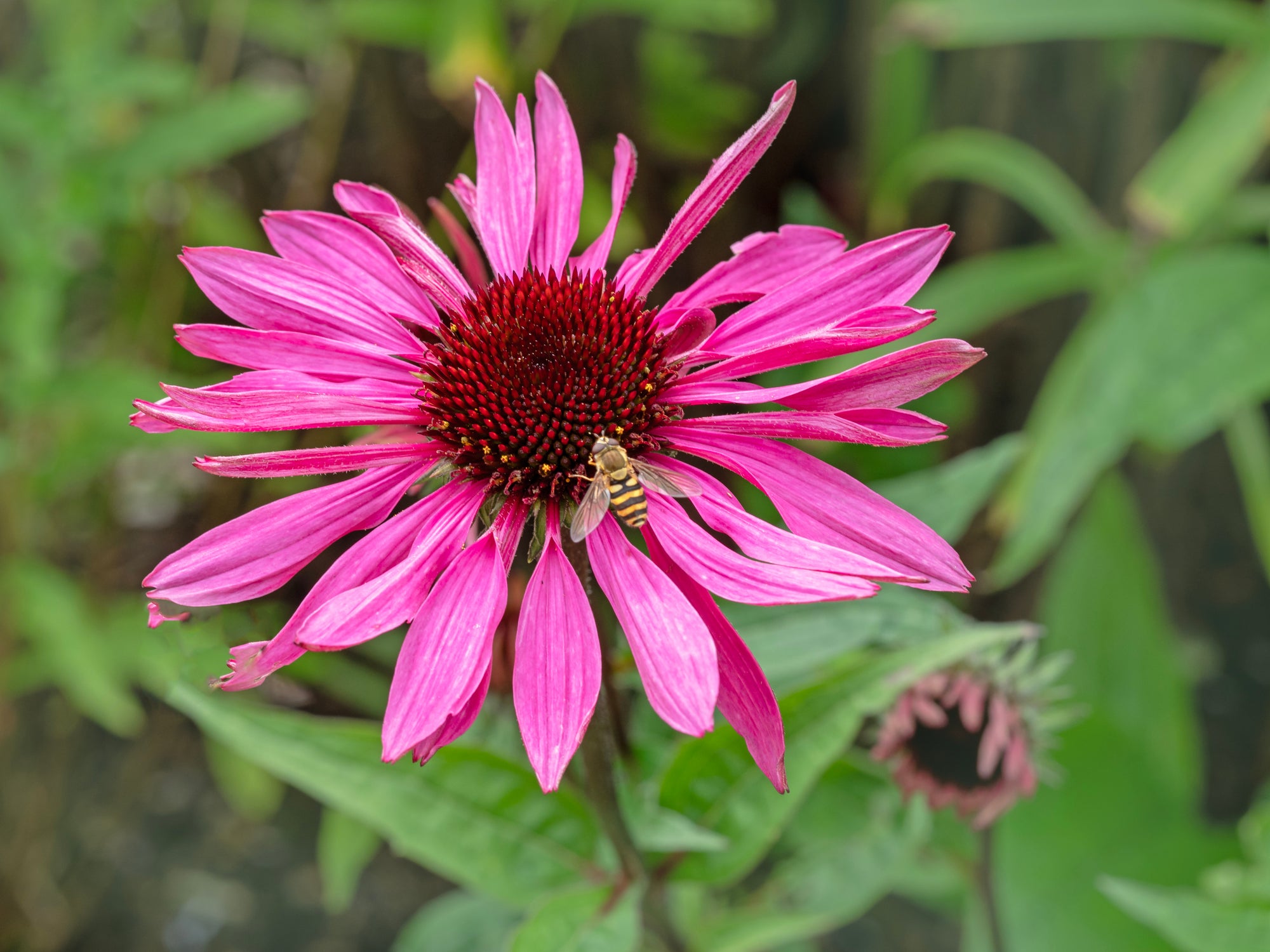 Hoverfly feeding on the red center of a vivid pink coneflower against a softly blurred green garden background