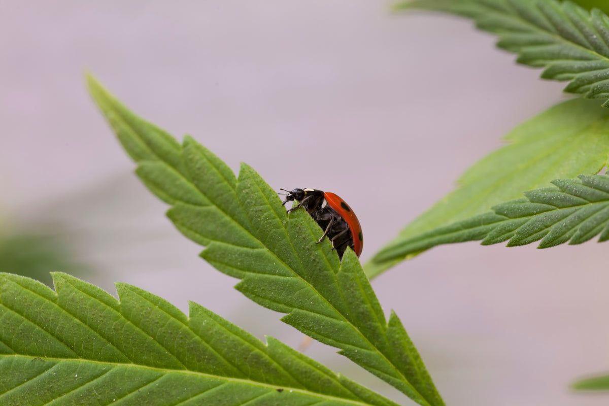 Red and black ladybug perched on the serrated edge of a green cannabis leaf against a softly blurred background