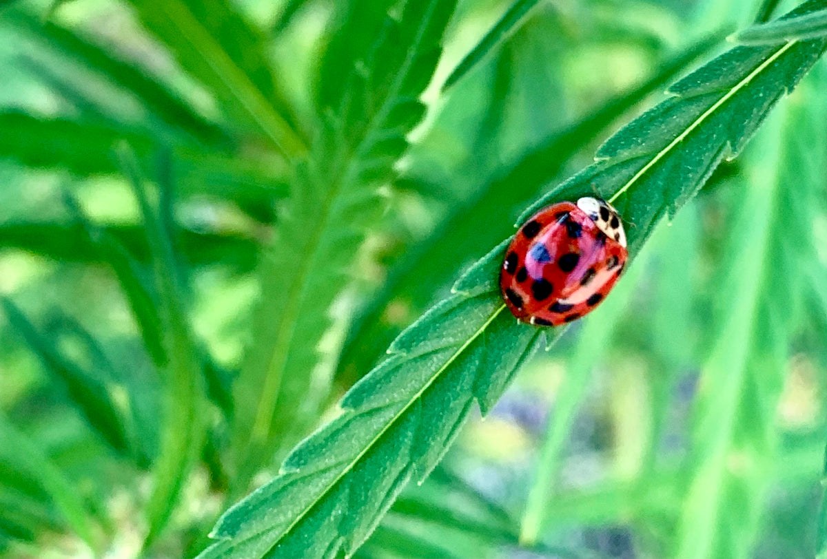 Close-up of a red ladybug with black spots resting on a green hemp leaf
