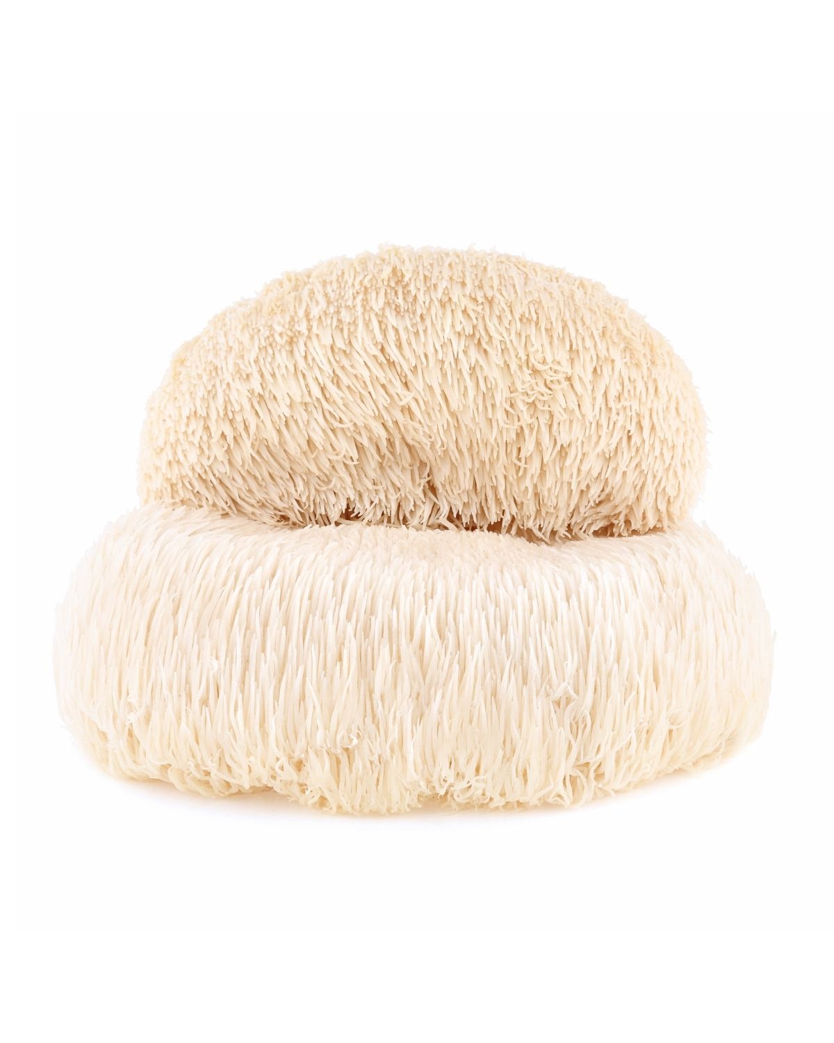 Fresh Lion’s Mane mushroom with long white shaggy strands on a clean white background