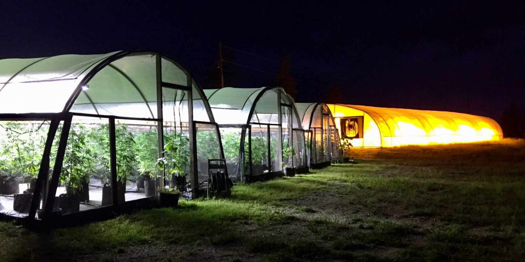 Hemp plants growing inside illuminated greenhouses at night