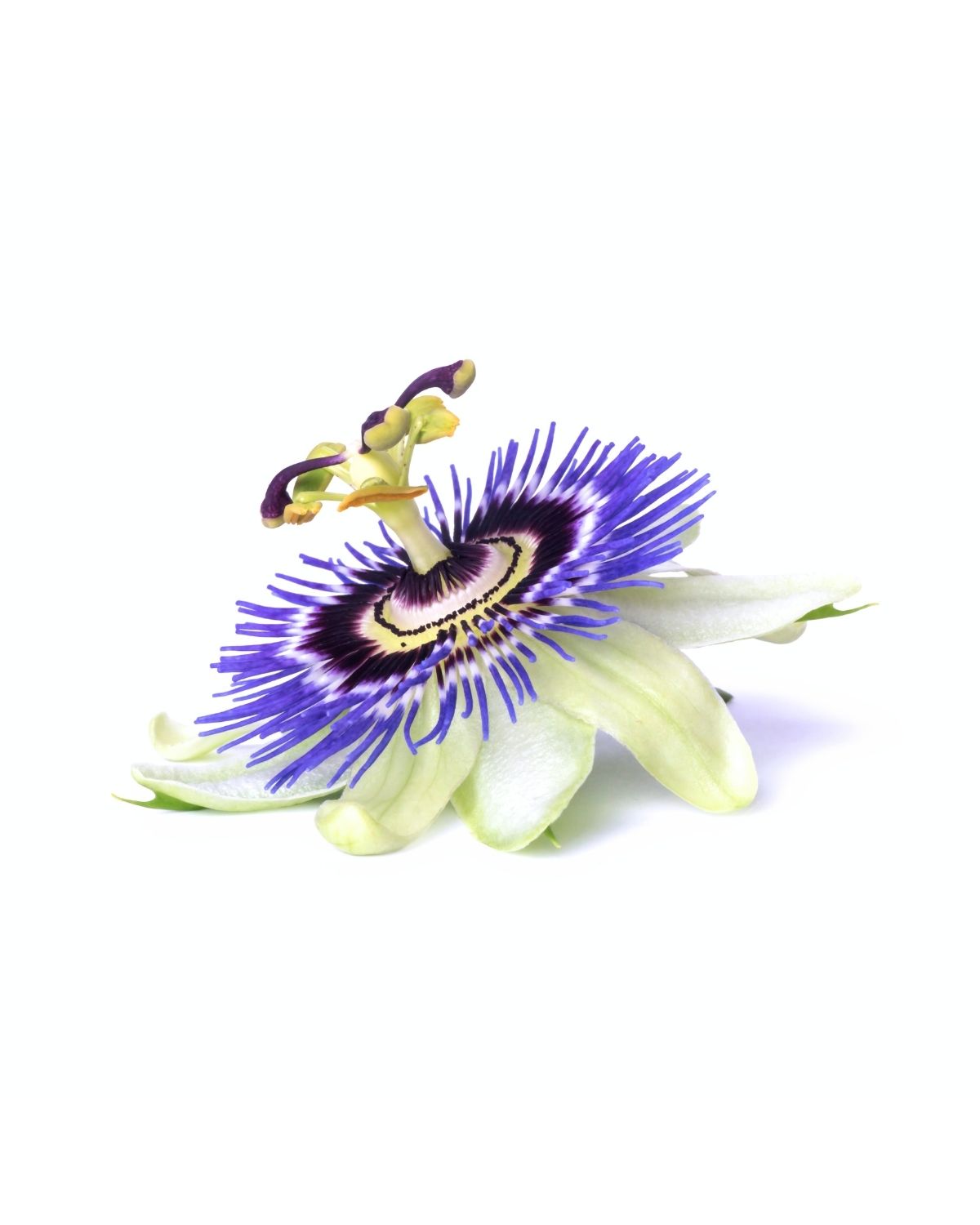 Close-up of a white and purple passionflower bloom with detailed filaments and green leaves