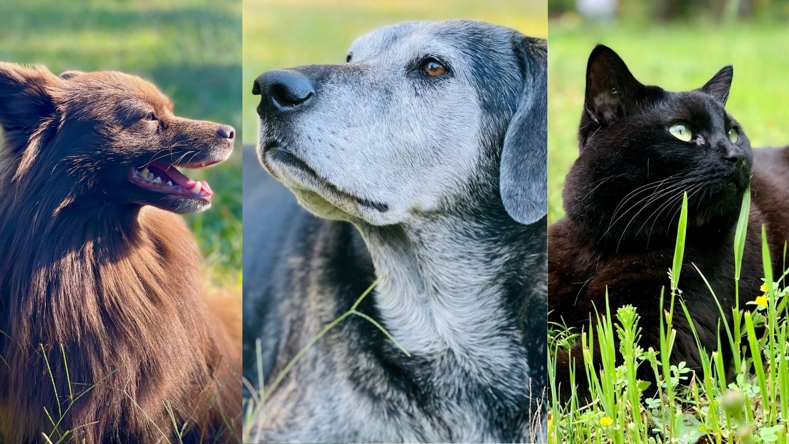 Three-panel image showing two dogs and a black cat outdoors, each resting in grass and looking attentively into the distance