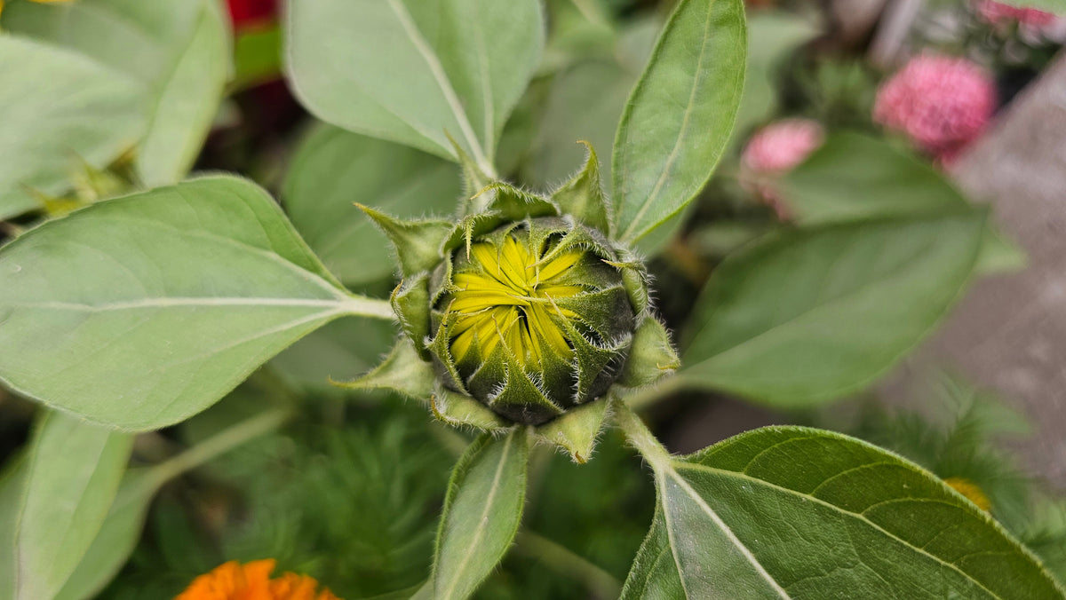 Close-up of a sunflower bud beginning to open, revealing bright yellow petals among soft green leaves
