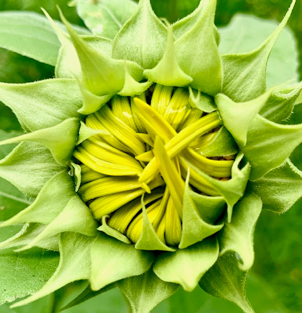 Close-up of a sunflower bud with tightly curled yellow petals beginning to open