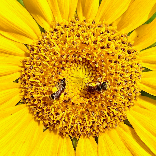 Two bees pollinating the densely packed center of a bright yellow sunflower