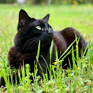 Black cat with green eyes lying in fresh spring grass.
